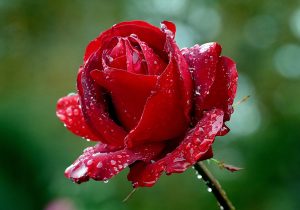 Urdu Shayari Wazn Hindi Urdu Shayari Behr Top 10 Urdu Sher Kishorilal Goswami Ki Kahani Indumati Kishorilal Goswami Indumati Kishorilal Goswami Kahani Indumati