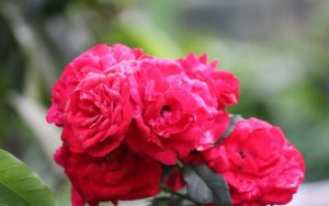 Meer Taqi Meer ki shayari. Ghazal Shayari Maqta संज्ञा के प्रकार ह वाले शब्द Sangya Ke Bhed