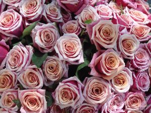 Phool Shayari